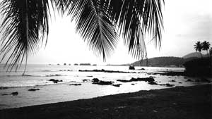 A beach in Cameroon framed by palm fronds