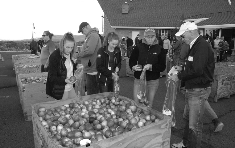 Four people packing apples